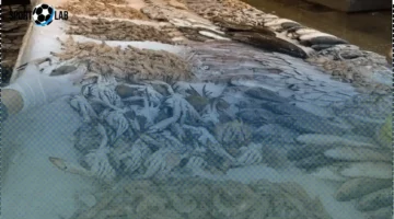 أسعار السمك والمأكولات البحرية تتراجع في سوق 24 نوفمبر 2025